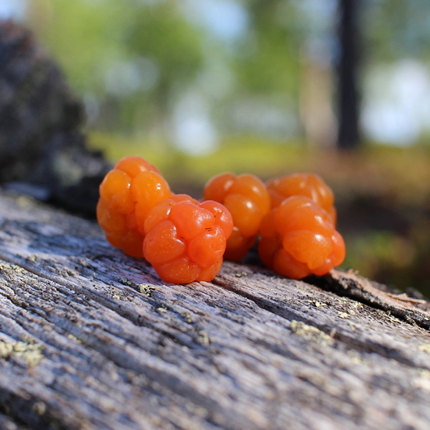 Arctic Cloudberry - a hero for dehydrated skin