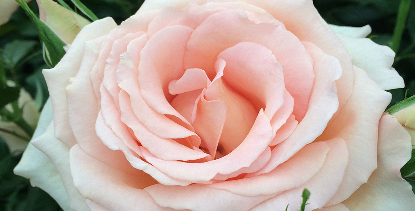 The Benefits of Rose Oil in Skincare